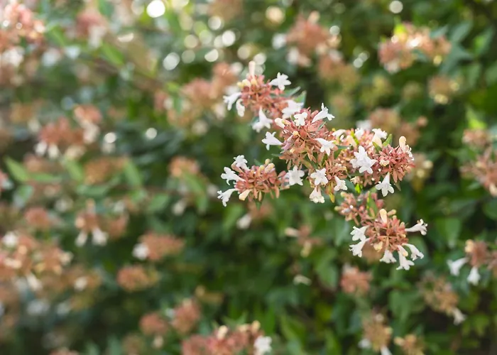 Motel Venecia Taboadela